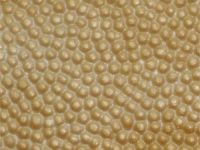 bright-gold Nuvtex Beads
