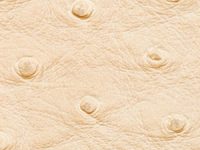 moonbeam Nuvtex Big Bird